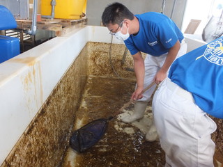 ヒラメ水槽の清掃４