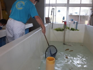 ヒラメ水槽の清掃５