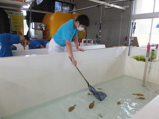 ヒラメ水槽の清掃６